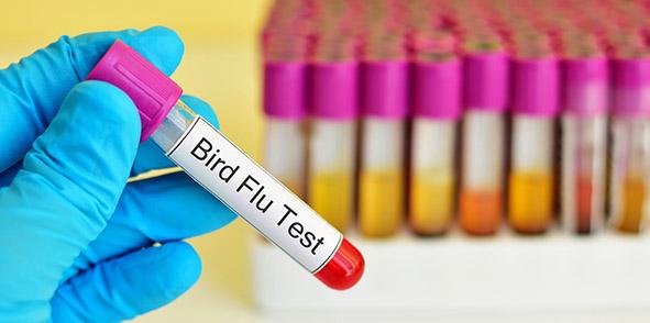 Test tube with blood sample for Bird Flu test