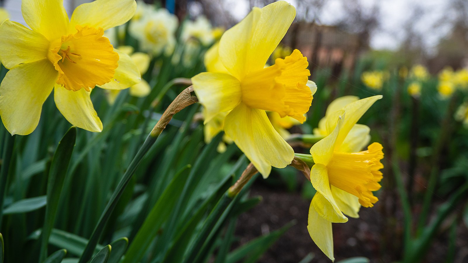 bigstock-Daffodils-With-Yellow-Flowers--453054301